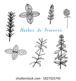 Provence herb set, vector illustration, rosemary, basil, sage, thyme, mint, garden savory, marjoram, hand drawing