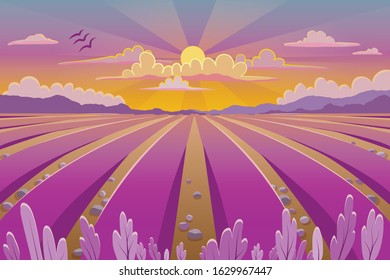 Provence landscape with lavender field, vector illustration background