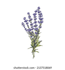 Provence Lavender Bouquet Of Aromatic And Medicinal Herbal Plant, Hand Drawn Vector Illustration Isolated On White Background. Lavender Flowers Botanical Hand Drawing.