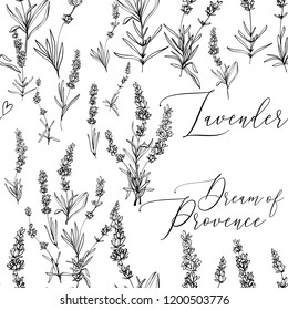 Provence lavender seamless pattern background. Fine botanical illustration on white background. Vintage style lavender outline sketches drawn black ink or pen.