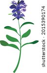 prunella vulgaris natural flower green herb leaf