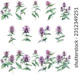 Prunella vulgaris.Set of watercolor mint flowers. Hand drawn illustration isolated on white background