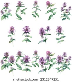 Prunella vulgaris.Set of watercolor mint flowers. Hand drawn illustration isolated on white background