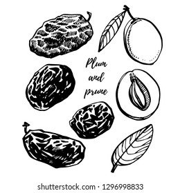 Prunes and plums vector hand drawn illustration. Ink sketch of nuts. Hand drawn vector illustration. Isolated on white background.