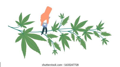 Pruning cones from hemp bush. Preparation of cannabis for further use for medical and recreational purposes. Vector illustration hand with pruner pruning hemp fruit, green plant. Modern flat style