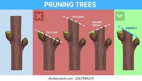 Pruning trees. Pruning Method. Educational illustration. Vector illustration. 