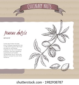 Prunus dulcis, alias rama de almendras y boceto de nueces en el fondo de cartón. Serie de nueces culinarias. Ideal para la medicina tradicional, el diseño de perfumes, la cocina o la jardinería.