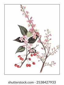 Prunus japonica, hand-painted floral and botanical painting, hand-painted herbal painting, natural herbs.