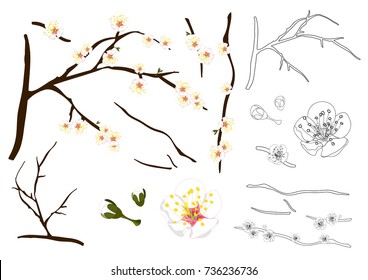 Prunus mume Outline - Chinese plum, Japanese apricot flower, Plum Blossom. Vector Illustration. isolated on white Background.