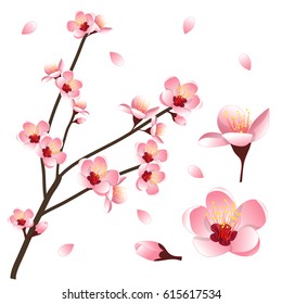 Prunus persica - Peach Flower Blossom. Vector Illustration. isolated on white Background.