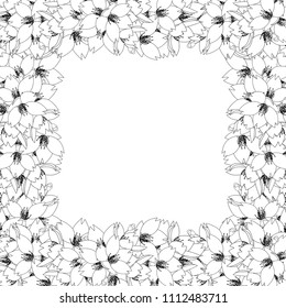 Prunus serrulata Outline Border - Cherry blossom, Sakura. National Flower of Japan. Vector Illustration. isolated on white Background.