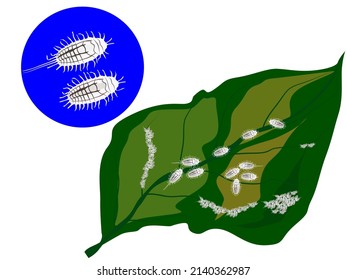 pseudococcidae Es un insecto en la misma familia que los áfidos.