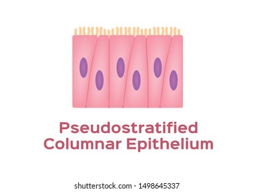 201 Pseudostratified Images, Stock Photos & Vectors | Shutterstock