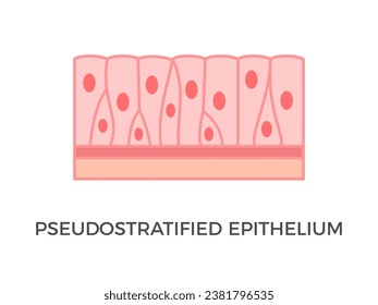 Pseudostratified epithelium. Epithelial tissue types. Single layer of cells. Each cell is in contact with the basement membrane. Found in respiratory tract, prostate, endometrium. Vector illustration