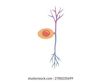 Clip-Art Neurônio Pseudounipolar