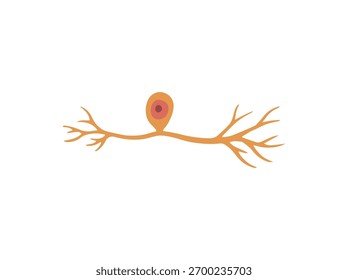 Pseudounipolar Neuron Cell Clip Art