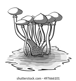 Psilocybe cubensis, also known as magic mushrooms. Vector illustration. Monochrome  black and white.