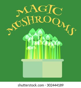 Psilocybin mushrooms grow kit. Medical psychedelics. Vector illustration of hallucinogen fungus. Natural entheogen Psilocybe semilanceata. 