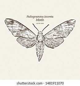 Psilogramma increta, the plain grey hawkmoth, is a moth of the family Sphingidae. hand draw sketch vector.