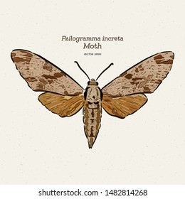Psilogramma increta, the plain grey hawkmoth, is a moth of the family Sphingidae. hand draw sketch vector.
