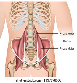 Psoas major muscle anatomy 3d medical vector illustration on white background