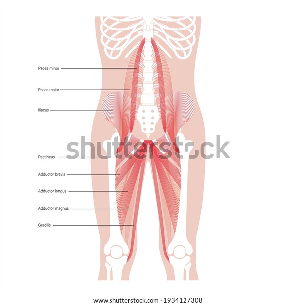 筋肉と内転筋 筋組織と人間の骨格の構造 骨盤 脚 脊椎 肋骨の骨を持つ人体解剖ポスター 医療用フラットベクターイラスト X線画像 のベクター画像素材 ロイヤリティフリー