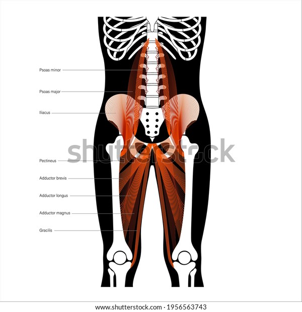 Psoas Muscle Adductor Magnus Structure Muscular Stock Vector (Royalty ...