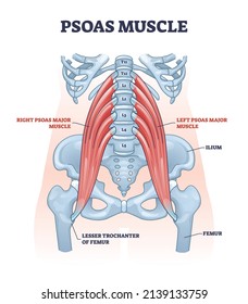 Psoas muscle as deep body muscular system for spine health outline diagram. Labeled educational scheme with ilium, femur and lesser trochanter bones vector illustration. Skeletal hip backbone anatomy.