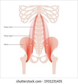 Psoas muscle and Iliacus concept and structure of human skeleton. Man body anatomical poster with bones of pelvis, legs, spine and ribs. Medical vector illustration for clinic, hospital. X ray image.
