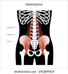 Psoas muscle and Iliacus concept and structure of human skeleton. Man body anatomical poster with bones of pelvis, legs, spine and ribs. Medical vector illustration for clinic, hospital. X ray image.