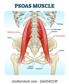 Psoas muscle medical vector illustration diagram. Lumbar spine and psoas major attached from discs to femur bones. Hip pain problem and hurting lower back. Fitness or chiropractic therapy information.