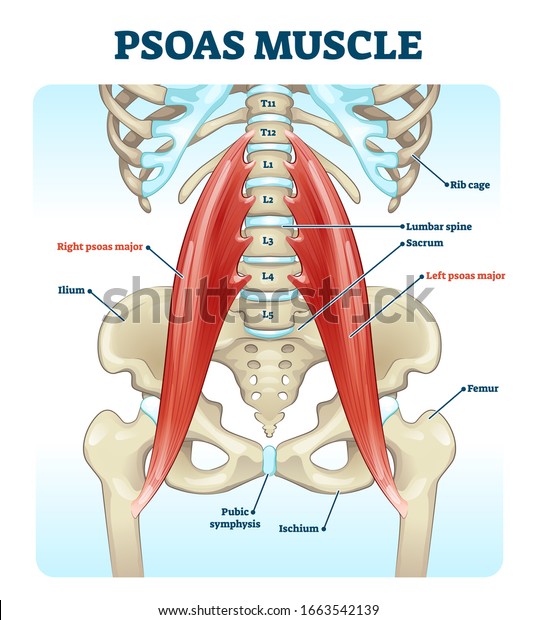 Psoas muscle medical vector illustration
diagram. Lumbar spine and psoas major attached from discs to femur
bones. Hip pain problem and hurting lower back. Fitness or
chiropractic therapy
information.
