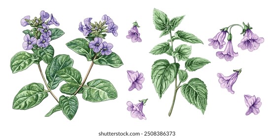 Psoralea Corylifolia Herb Watercolor Illustration. Hand-Drawn Organic Healthy Bakuchiol Herbs, Natural Retinol from Flowers and Leaves. Isolated on White Background