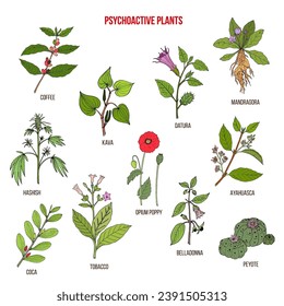 Colección de plantas psicoactivas. Conjunto de vectores dibujados a mano de hierbas medicinales