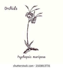 Psychopsis mariposa orchid flower collection. Ink black and white doodle drawing in woodcut style with inscription.