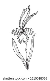Psychopsis orchid flower, stem with leaves, hand drawn doodle gravure vintage style, sketch, vector illustration
