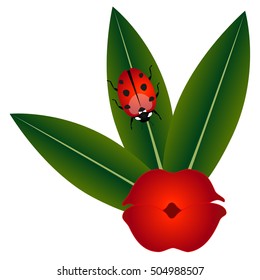 Psychotria elata flower with ladybug on a leaf.