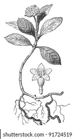 Psychotria Ipecacuanha (Medicinal plant) - Vintage illustration from Meyers Konversations-Lexikon 1897