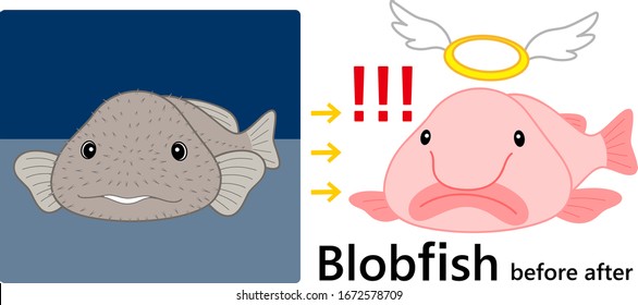 Psychrolutes marcidus Blobfish Character Before After Set  illustration Vector