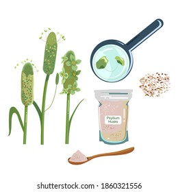 Psyllium plant,husks in packet and wood spoon with powder.Ispaghula seeds and grain.Organic healthy vegan dietary fiber.Keto flour.Superfood.Hand drawn doodle vector poster for cafe menu or bio shop.