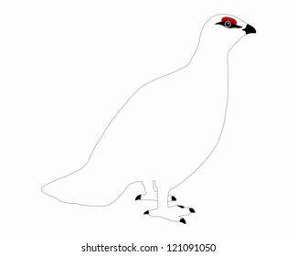 Ptarmigan