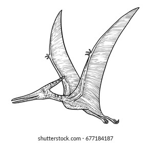 Pteranodon illustration, drawing, engraving, ink, line art, vector