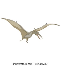 Pteranodon. Pterodactyl. Dinosaur. Prehistoric animals. Vector of the Mesozoic or Jurassic.