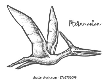 Pteranodon sketch vector illustration. Largest flying dinosaur or biggest air dino. Jurassic or prehistoric reptile or bird. Hand drawn of ancient and extinct animal.Archeology, evolution,paleontology