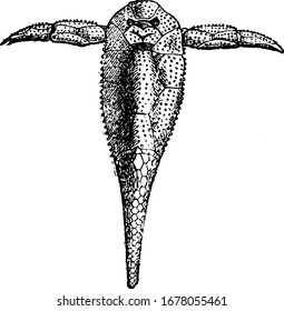 Pterichthyodes is a genus of antiarch placoderm fishes from the Devonian period, its fossils discovered in Scotland. Show here is Pterichthys Milleri, vintage line drawing or engraving illustration.