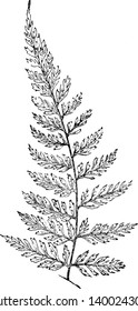 Pteris Scaberula is species of Pteridaceae fern family and it grows to 1 foot in length, vintage line drawing or engraving illustration.