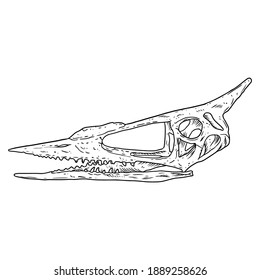 Pterodactyl bird fossilized skull hand drawn sketch image. Extinct species Pterodactylus skeleton bones fossil hand drawn illustration. Vector stock silhouette