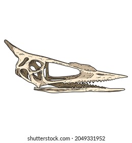 Pterodactyl bird fossilized skull hand drawn image. Extinct species Pterodactylus skeleton bones fossil hand drawn illustration. Vector stock silhouette