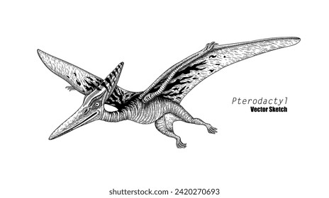 Pterodactyl. Dinosaur sketch drawing. Black and white. Hand drawn vector art. line art