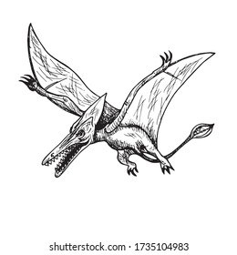 Pterodactyl, hand drawn black and white doodle sketch, ink drawing illustration Pterosaur